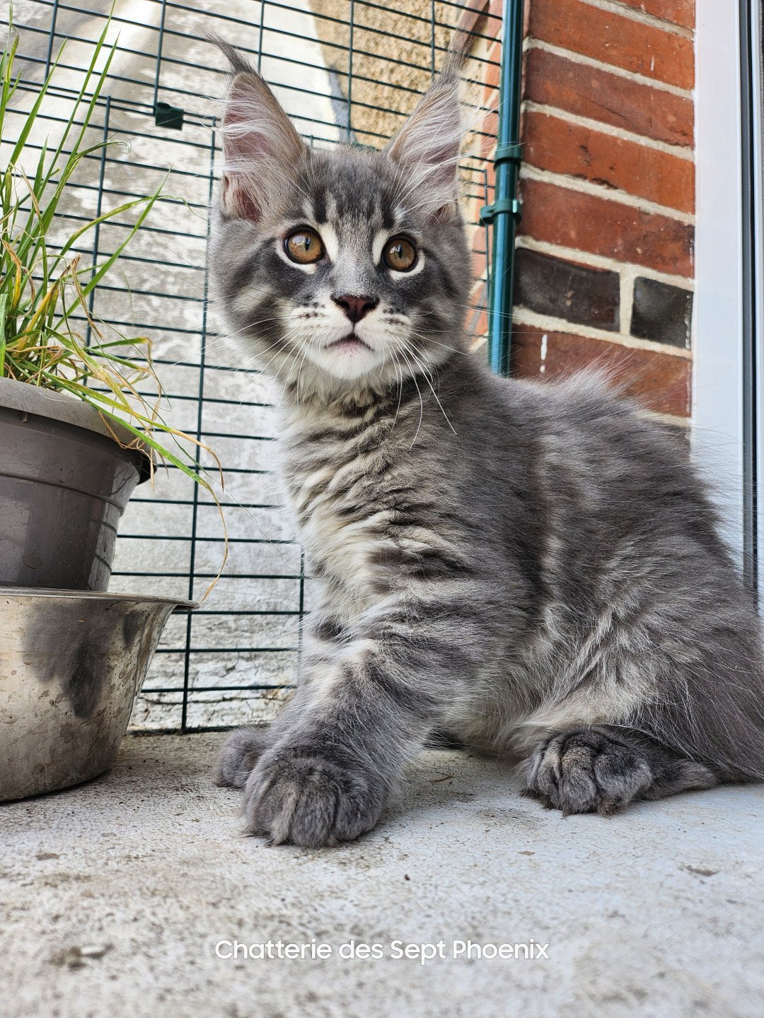 chaton Maine coon polydactyle blue mackerel tabby Viking PP des Sept Phoenix Chatterie des Sept Phoenix