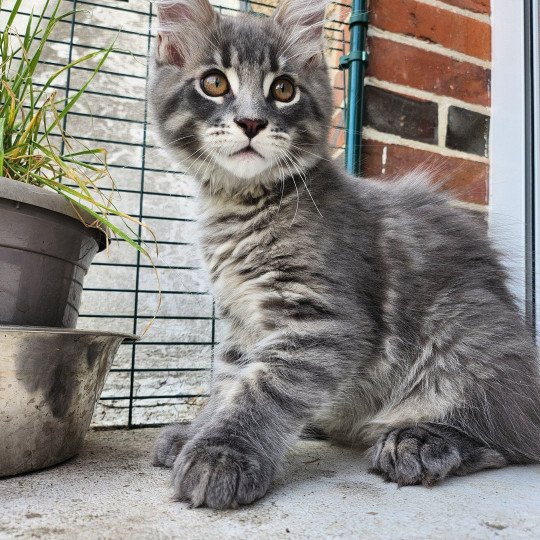 Viking PP des Sept Phoenix Des Sept Phoenix Mâle Maine coon polydactyle