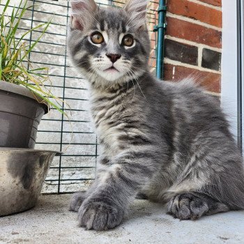 chaton Maine coon polydactyle blue mackerel tabby Viking PP des Sept Phoenix Chatterie des Sept Phoenix