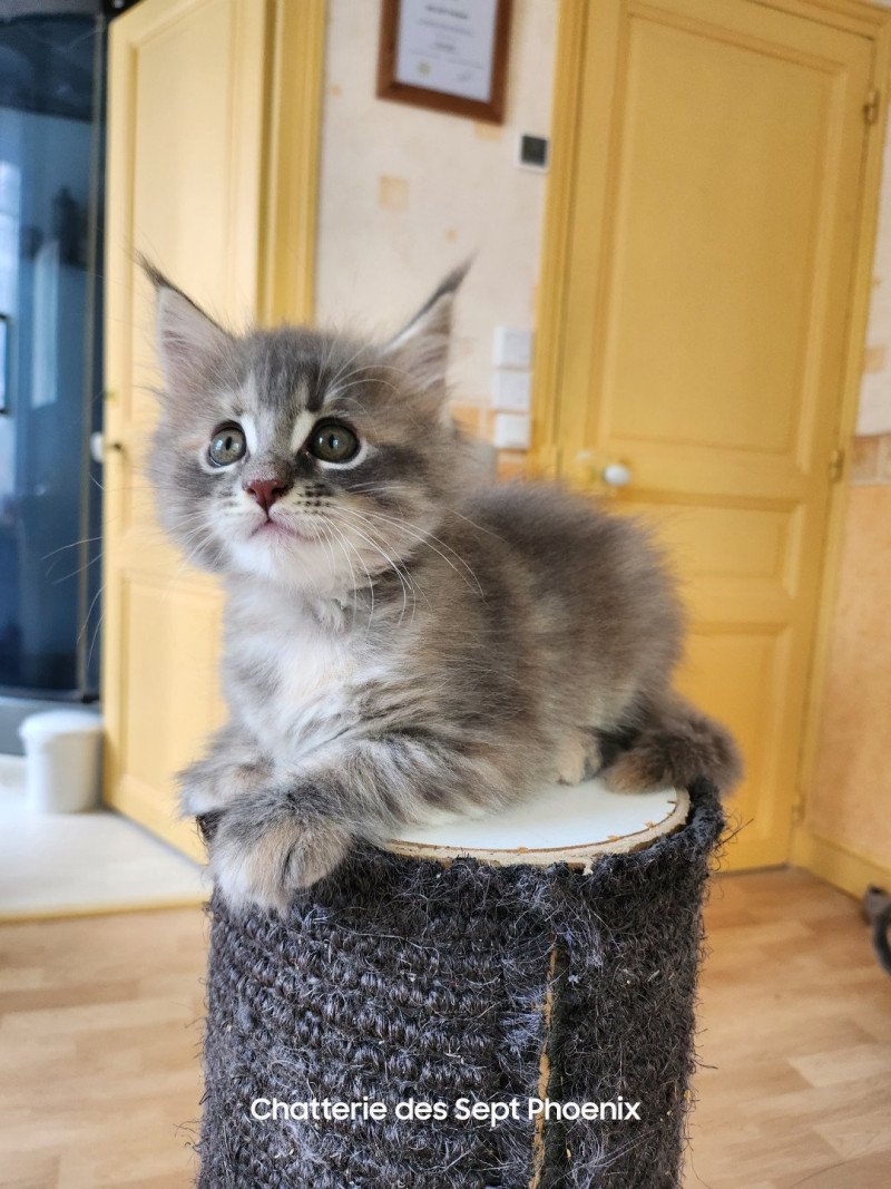 Vaïana Des Sept Phoenix Femelle Maine coon