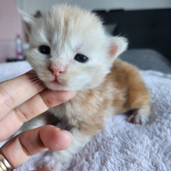 chaton Maine coon red silver blotched tabby Acajou Chatterie des Sept Phoenix
