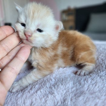 chaton Maine coon red silver blotched tabby Acajou Chatterie des Sept Phoenix