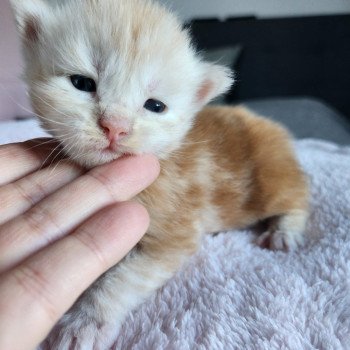 chaton Maine coon red silver blotched tabby Acajou Chatterie des Sept Phoenix