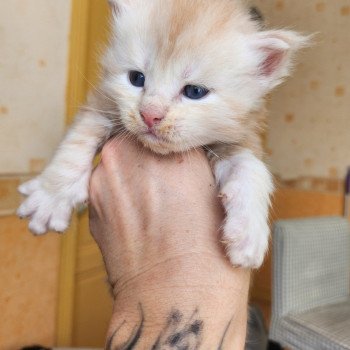 chaton Maine coon red silver blotched tabby Appolon Chatterie des Sept Phoenix
