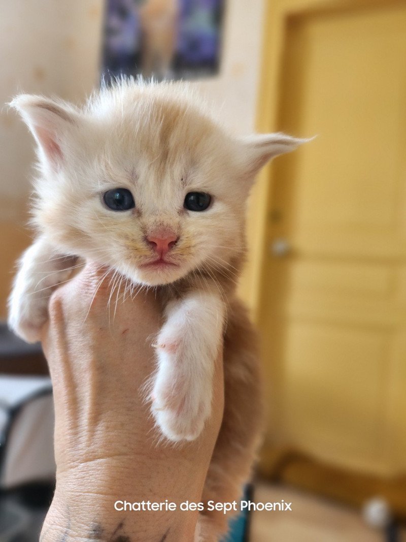 Appolon Des Sept Phoenix Mâle Maine coon