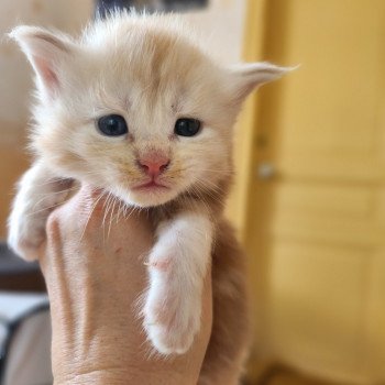 chaton Maine coon red silver blotched tabby Appolon Chatterie des Sept Phoenix
