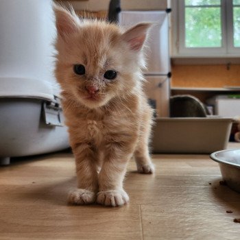 chaton Maine coon red silver blotched tabby Appolon Chatterie des Sept Phoenix chaton Maine coon red silver blotched tabby Appolon Chatterie des Sept Phoenix