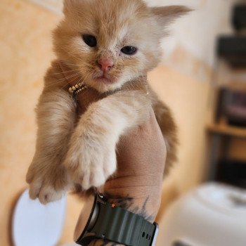 chaton Maine coon red silver blotched tabby Appolon Chatterie des Sept Phoenix chaton Maine coon red silver blotched tabby Appolon Chatterie des Sept Phoenix