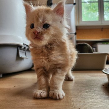 chaton Maine coon red silver blotched tabby Appolon Chatterie des Sept Phoenix chaton Maine coon red silver blotched tabby Appolon Chatterie des Sept Phoenix