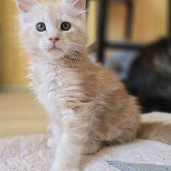 chaton Maine coon red silver blotched tabby Acajou Chatterie des Sept Phoenix