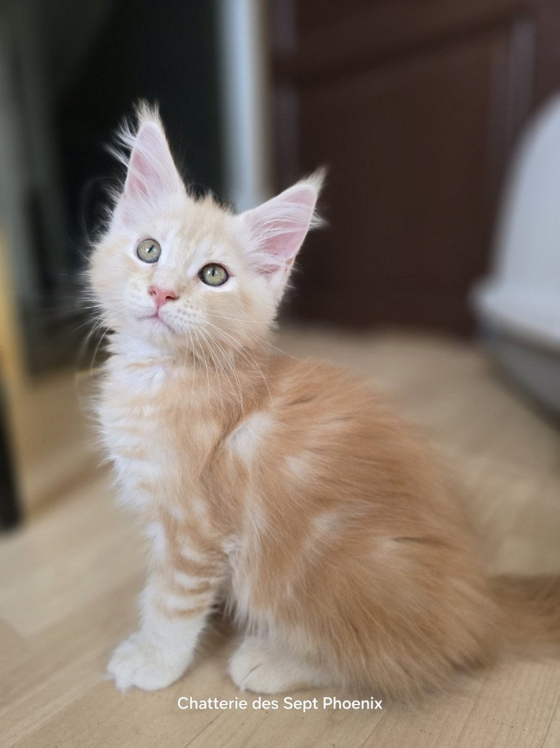 Apollon Des Sept Phoenix Mâle Maine coon