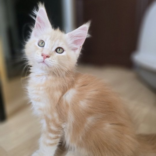 Apollon Des Sept Phoenix Mâle Maine coon