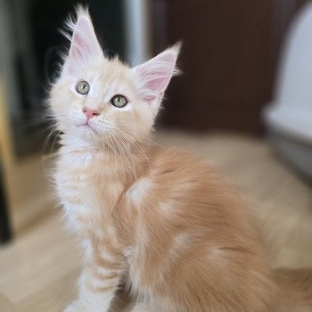 chaton Maine coon red silver blotched tabby Apollon Chatterie des Sept Phoenix