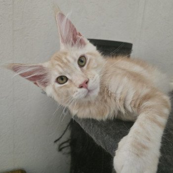 chaton Maine coon red silver blotched tabby Apollon Chatterie des Sept Phoenix chaton Maine coon red silver blotched tabby Apollon Chatterie des Sept Phoenix