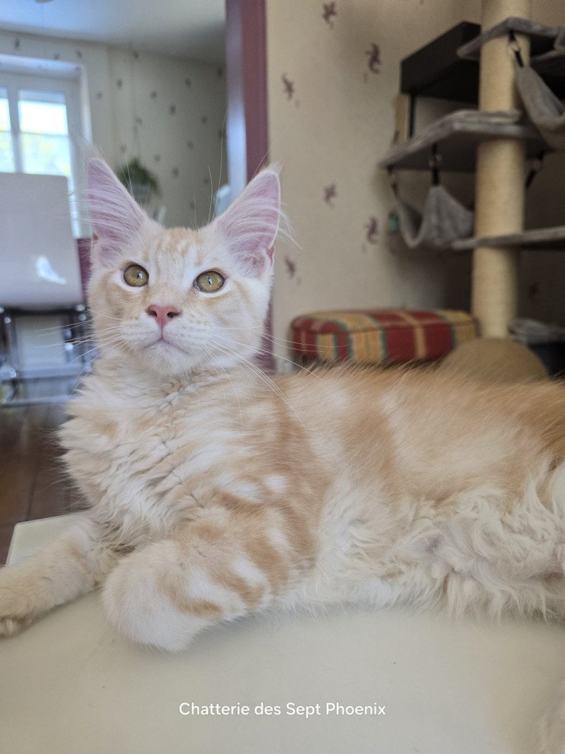 Apollon Des Sept Phoenix Mâle Maine coon