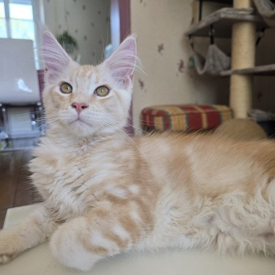 Apollon Des Sept Phoenix Mâle Maine coon