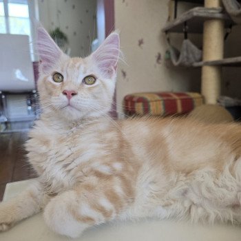 chaton Maine coon red silver blotched tabby Apollon Chatterie des Sept Phoenix chaton Maine coon red silver blotched tabby Apollon Chatterie des Sept Phoenix