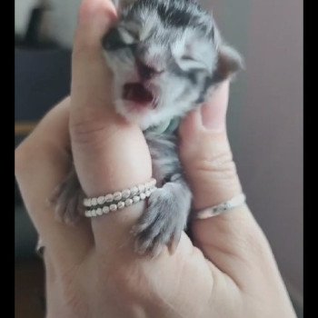 chaton Maine coon black silver ticked tabby Adonis Chatterie des Sept Phoenix chaton Maine coon black silver ticked tabby Adonis Chatterie des Sept Phoenix