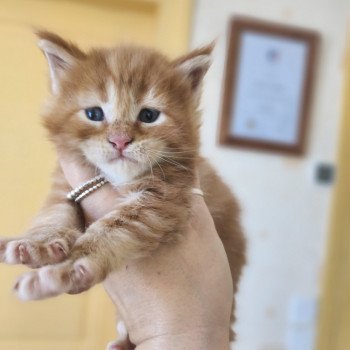 chaton Maine coon red blotched tabby Alita Chatterie des Sept Phoenix chaton Maine coon red blotched tabby Alita Chatterie des Sept Phoenix