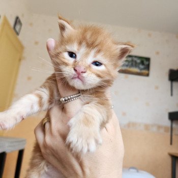 chaton Maine coon red blotched tabby Alita Chatterie des Sept Phoenix chaton Maine coon red blotched tabby Alita Chatterie des Sept Phoenix