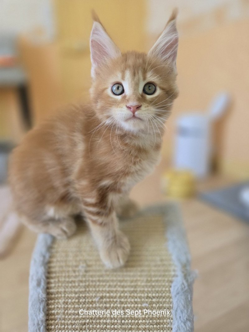 Altesse Des Sept Phoenix Femelle Maine coon Altesse Des Sept Phoenix Femelle Maine coon