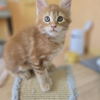 chaton Maine coon red blotched tabby Alita Chatterie des Sept Phoenix chaton Maine coon red blotched tabby Alita Chatterie des Sept Phoenix