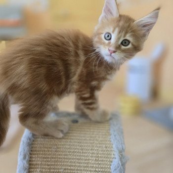 chaton Maine coon red blotched tabby Altesse Chatterie des Sept Phoenix chaton Maine coon red blotched tabby Altesse Chatterie des Sept Phoenix