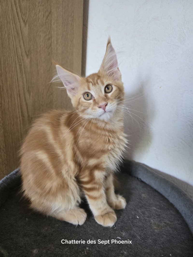 Altesse Des Sept Phoenix Femelle Maine coon