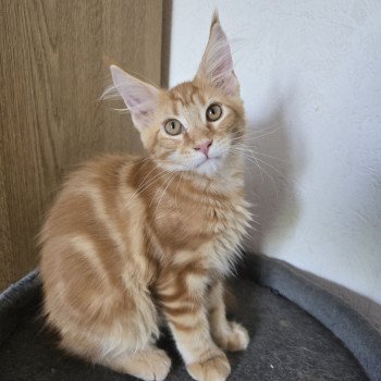 chaton Maine coon red blotched tabby Altesse Chatterie des Sept Phoenix chaton Maine coon red blotched tabby Altesse Chatterie des Sept Phoenix