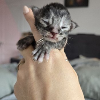 chaton Maine coon black tortie silver tabby Aloy Chatterie des Sept Phoenix