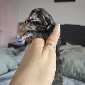 chaton Maine coon black tortie silver tabby Aloy Chatterie des Sept Phoenix
