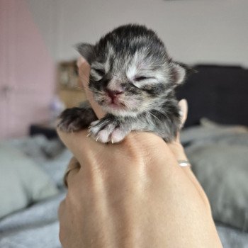 chaton Maine coon black tortie silver tabby Aloy Chatterie des Sept Phoenix