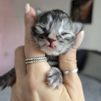 chaton Maine coon black tortie silver tabby Aloy Chatterie des Sept Phoenix