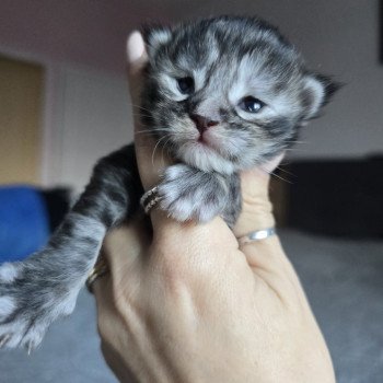 chaton Maine coon black tortie silver tabby Aloy Chatterie des Sept Phoenix