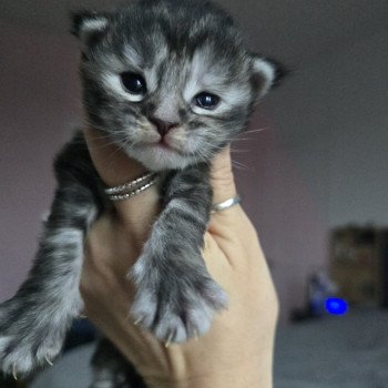 chaton Maine coon black tortie silver tabby Aloy Chatterie des Sept Phoenix