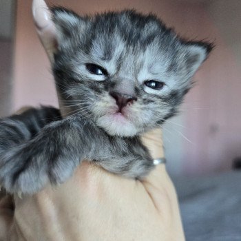 chaton Maine coon black tortie silver tabby Aloy Chatterie des Sept Phoenix