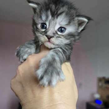 chaton Maine coon black tortie silver tabby Aloy Chatterie des Sept Phoenix
