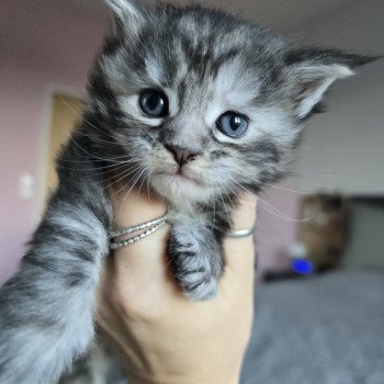 chaton Maine coon black tortie silver tabby Aloy Chatterie des Sept Phoenix