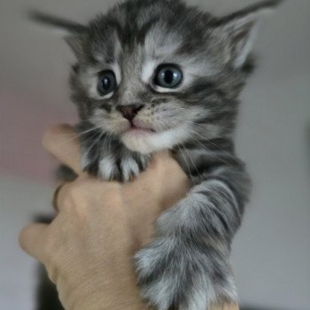 chaton Maine coon black tortie silver tabby Aloy Chatterie des Sept Phoenix