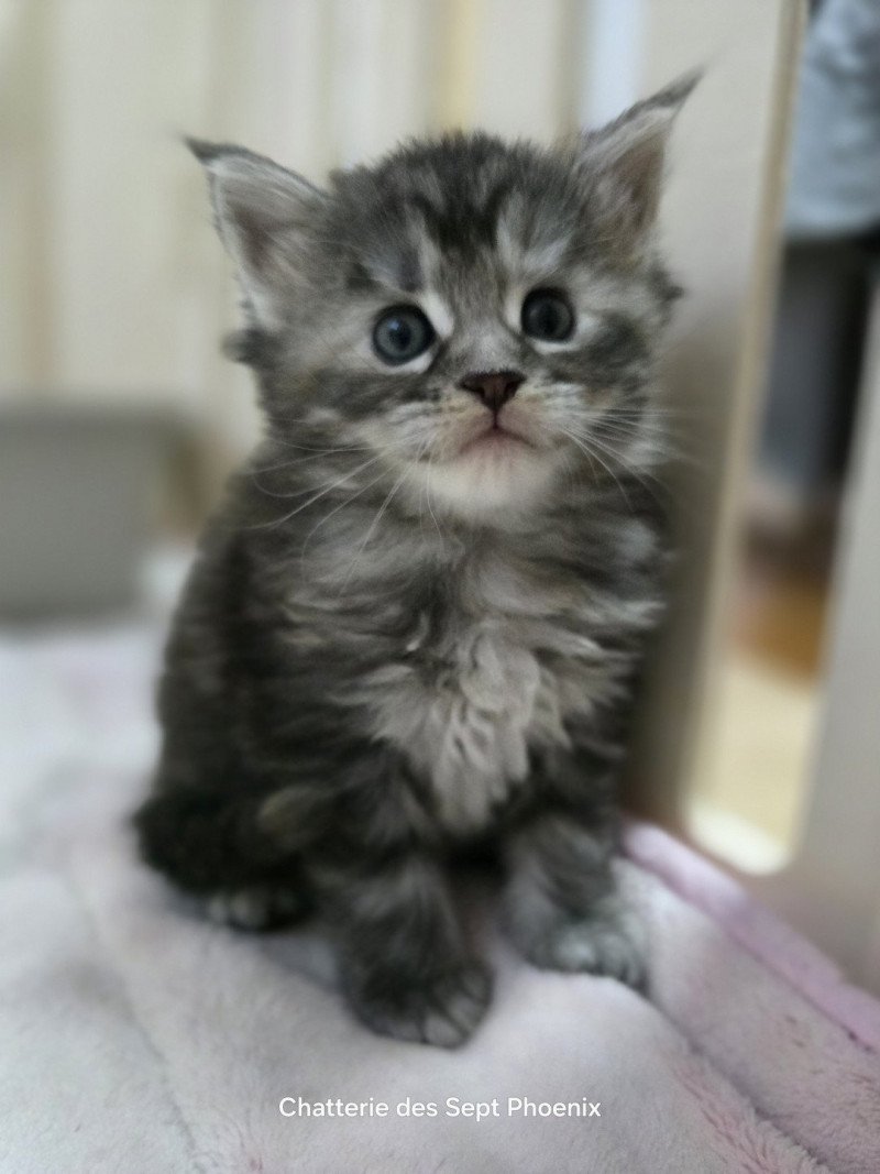 Aloy Des Sept Phoenix Femelle Maine coon