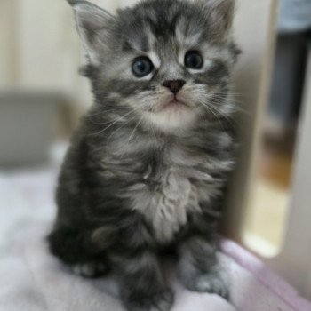chaton Maine coon black tortie silver tabby Aloy Chatterie des Sept Phoenix