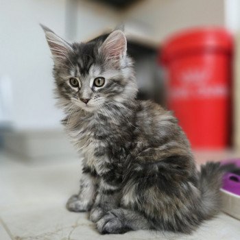 chaton Maine coon black tortie silver blotched tabby Aloy Chatterie des Sept Phoenix