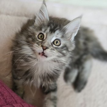 chaton Maine coon black tortie silver blotched tabby Aloy Chatterie des Sept Phoenix