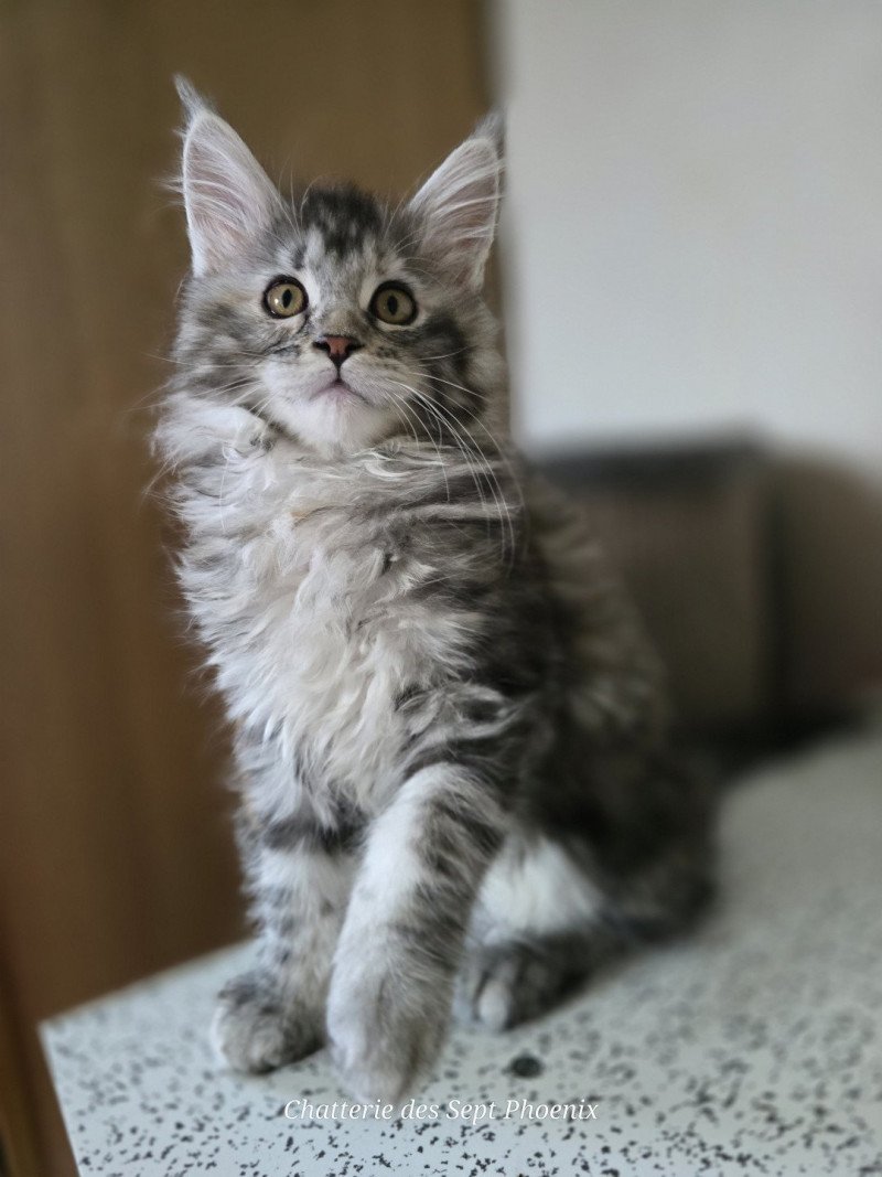 Aloy Des Sept Phoenix Femelle Maine coon