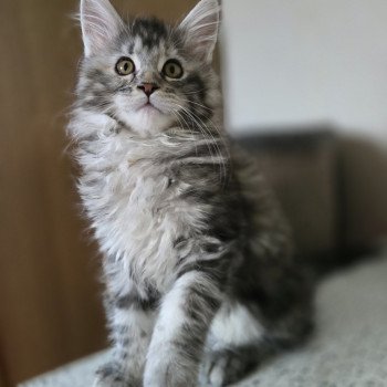 chaton Maine coon black tortie silver blotched tabby Aloy Chatterie des Sept Phoenix