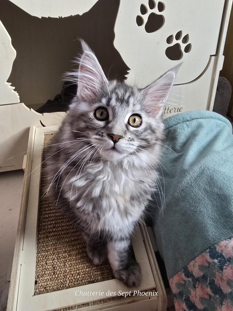 Aloy Des Sept Phoenix Femelle Maine coon