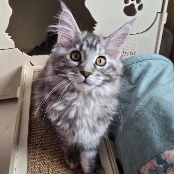 chaton Maine coon black tortie silver blotched tabby Aloy Chatterie des Sept Phoenix