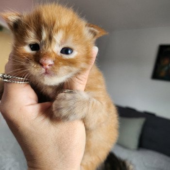 chaton Maine coon red mackerel tabby Amazone Chatterie des Sept Phoenix chaton Maine coon red mackerel tabby Amazone Chatterie des Sept Phoenix