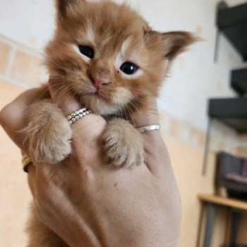 chaton Maine coon red mackerel tabby Amazone Chatterie des Sept Phoenix chaton Maine coon red mackerel tabby Amazone Chatterie des Sept Phoenix