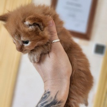 chaton Maine coon red mackerel tabby Amazone Chatterie des Sept Phoenix chaton Maine coon red mackerel tabby Amazone Chatterie des Sept Phoenix